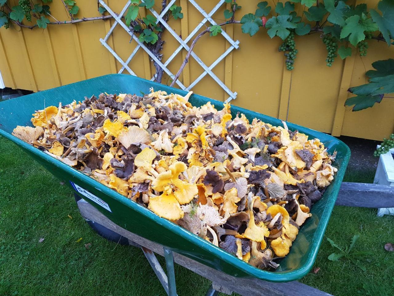 Furuliden Country Inn Vittsjö Zewnętrze zdjęcie